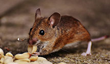 24 Hour & Emergency Exterminators in Conneaut, OH